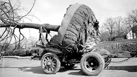 HPC-000999. Tree planting. CCC (Civilian Conservation Corps) Camp MP-1. View showing method of handling -- close view of tree wagon in operation. Chickamauga and Chattanooga National Military Park.