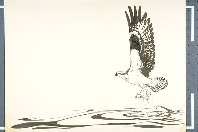 An osprey catching fish from a river.