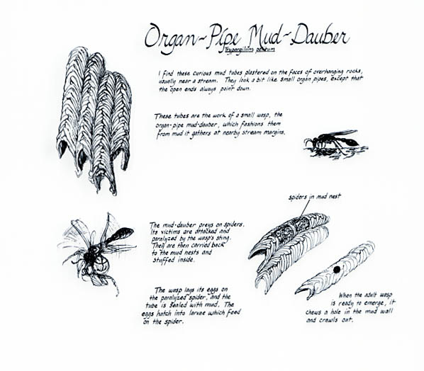 Creek and stream section. Organ-pipe mud dauber notebook page.