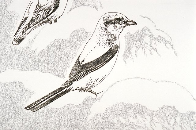 a Black-billed magpie