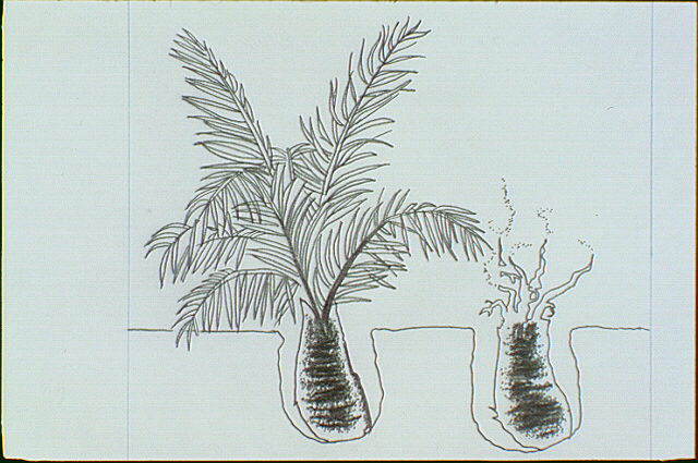 Cycads are primitive plants which thrived during the age of dinosaurs.