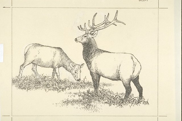 Tule elk bull and cow