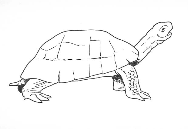 Illustration of a Stylemys