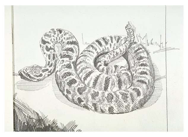 a Prairie rattlesnake