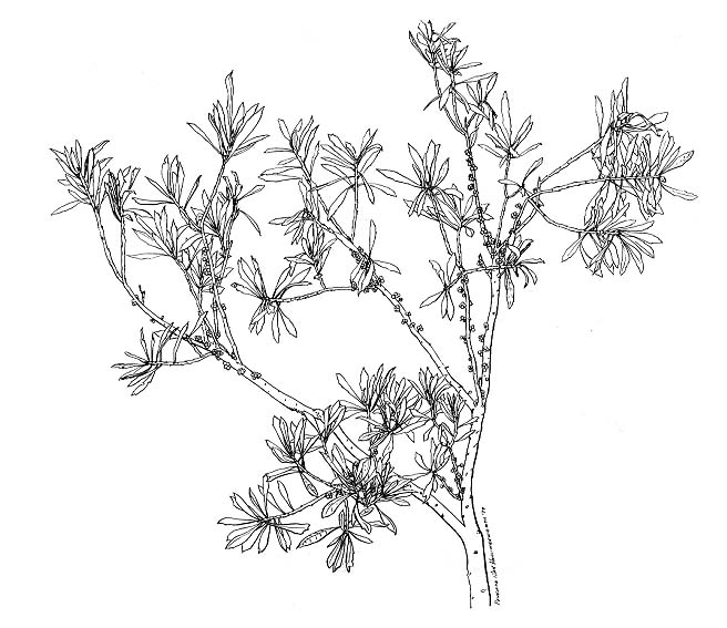 Bayberry or Southern wax myrtle (Myrica cerifera)