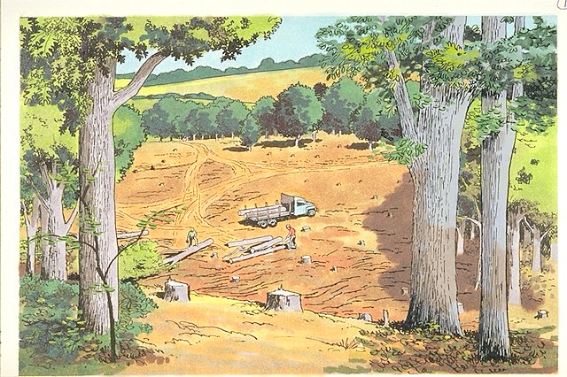 Changes in the Forest series #1: Land being cleared of oak-hickory forest.