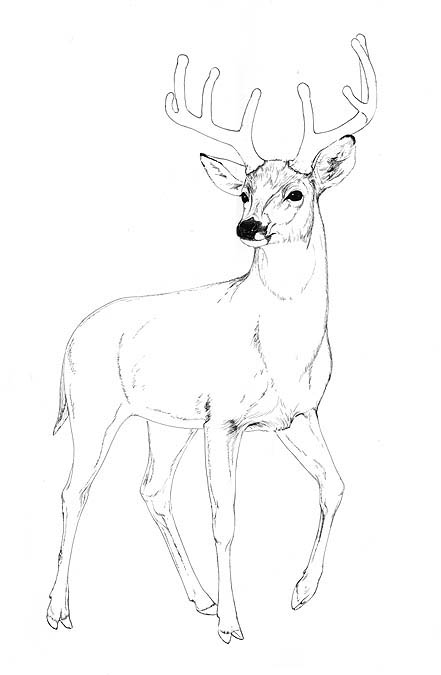a White-tailed deer (Odocoileus virginianus)