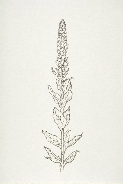 Common mullein (Verbascum thapsus)