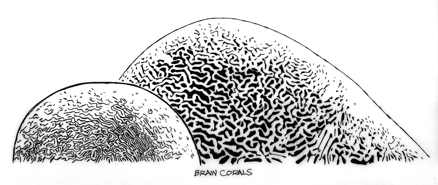 Brain corals
