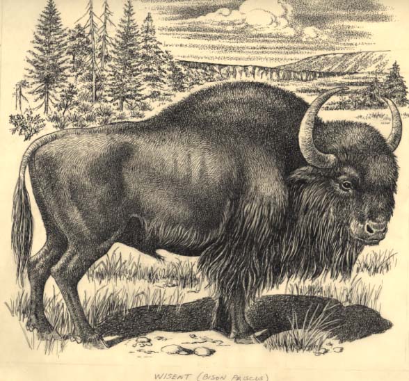 a Wisent (Bison priscus)