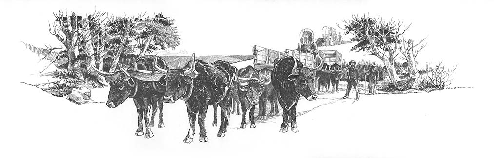Several teams of oxen pulling wagons.
