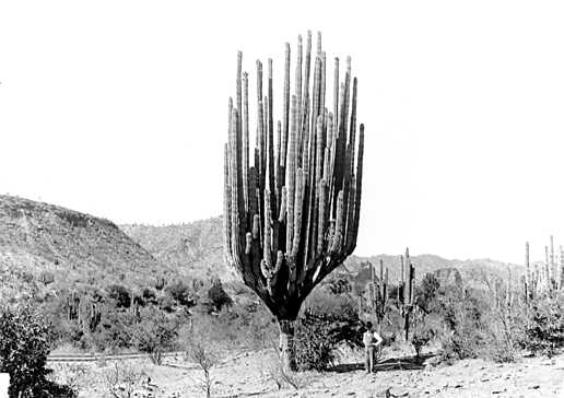 A giant cactus with a single stem and dozens of tall, vertical spines towers over a man wearing a vest and hat in a desert.