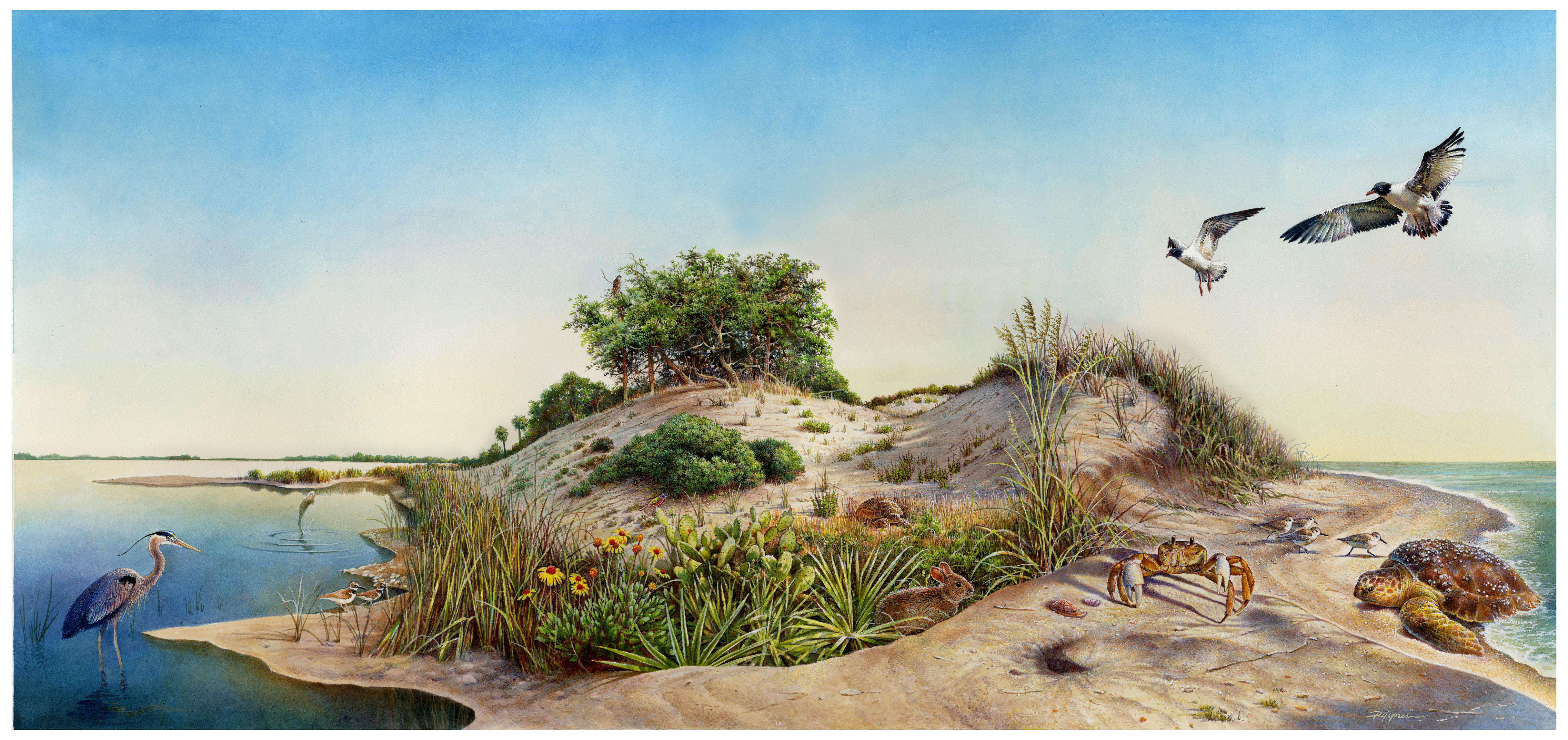 Illustration depicts a Florida Atlantic Coast barrier island ecosystem, showing the dominant plant and animal species which inhabit the ocean, beach, primary dune, secondary dune, marine hardwood forest, tidal flats, salt marsh, and Matanzas River zones