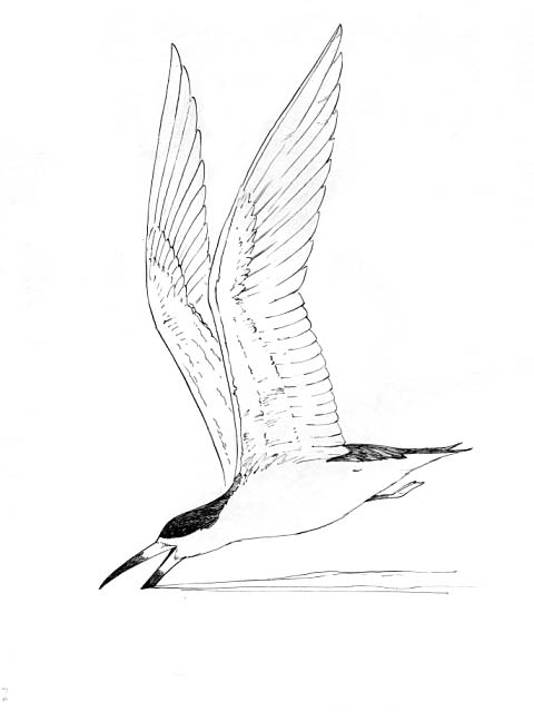 A Black skimmer (Rynehops nigra) in flight.