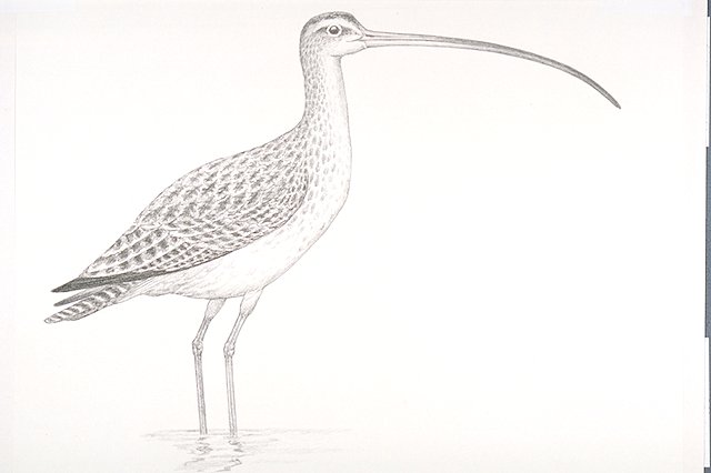 a Long-billed curlew