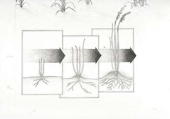 Sequential diagram of the growth of Sea oats.