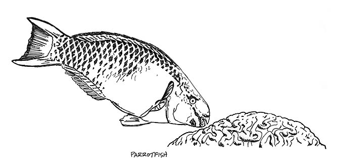 A Stoplight Parrotfish grazing on Brain coral.