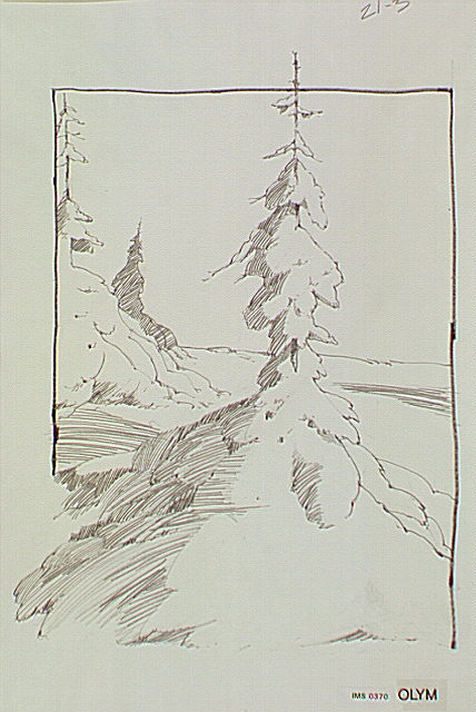 Skirting effect of trees by snow. As snow drifts, weighting the lower boughs and insulating them from cutting winds, Subalpine firs grow luxuriant, ground-hugging skirts.