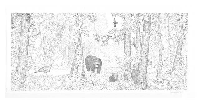 An idealized scene in a hardwood forest typical of those in Shenandoah National Park's wilderness areas