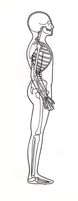 Profile view of human male skeleton