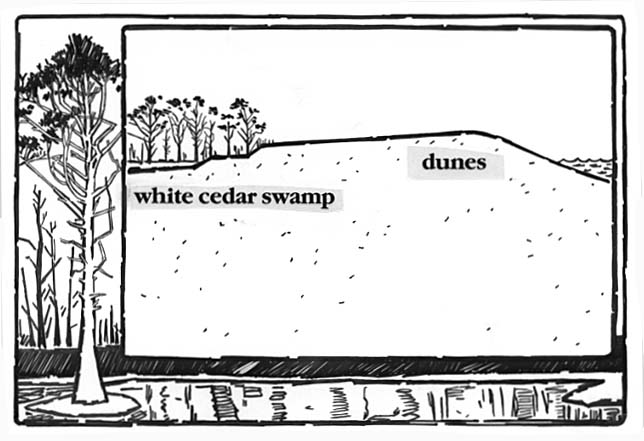 Cross-section depicts succession stages in the development of White Cedar Swamp.
