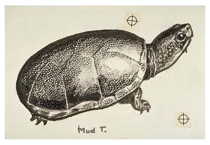 Mud turtle