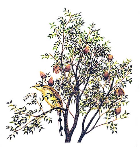 West Indian mahogany and a Mangrove cuckoo