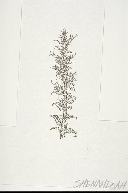 Viper's bugloss (Echium vulgare)