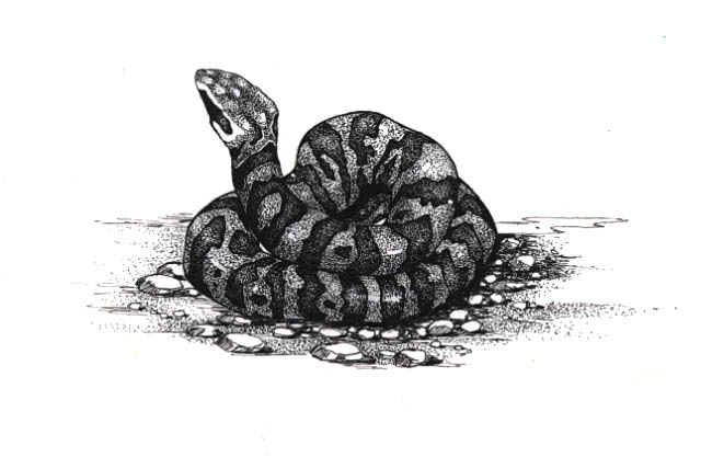 a Cottonmouth