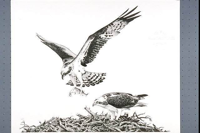 An osprey nest with two osprey one perched in nest and one flying towards nest with a fish in its talons.