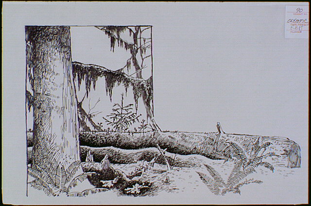 Scene along Spruce Trail, shows multiple layers of growth within Olympic National Park.