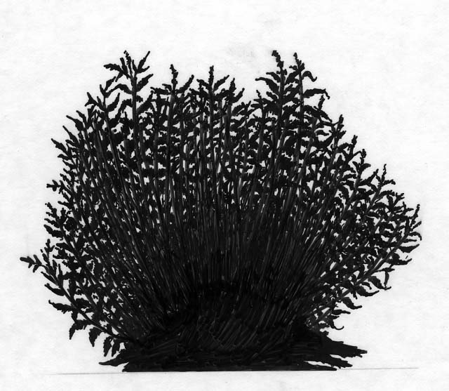 silhouette of Bursage