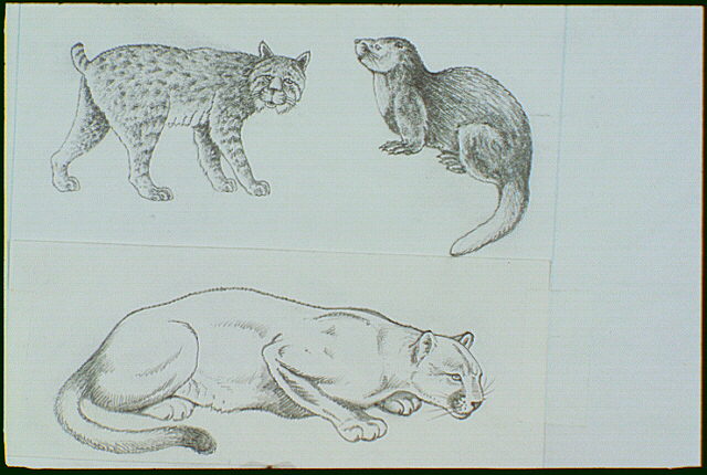 Mammals found in the Florida Everglades include a bobcat, an otter, and a panther. The great length of the Florida peninsula has even been a barrier to North American mammals migrating south. For those reasons, the park has only 25 different mammals.
