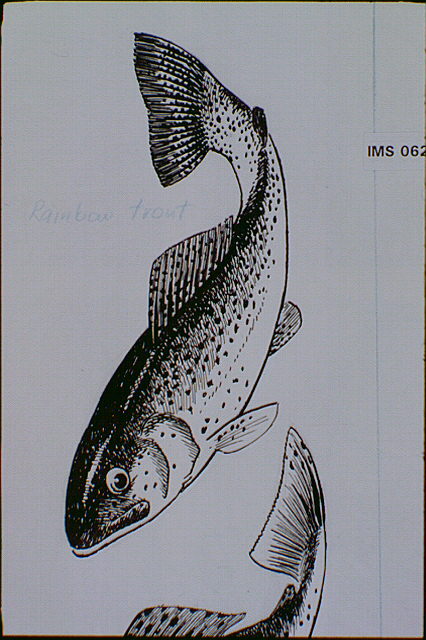 Species of fish found in Crater Lake: Rainbow trout.