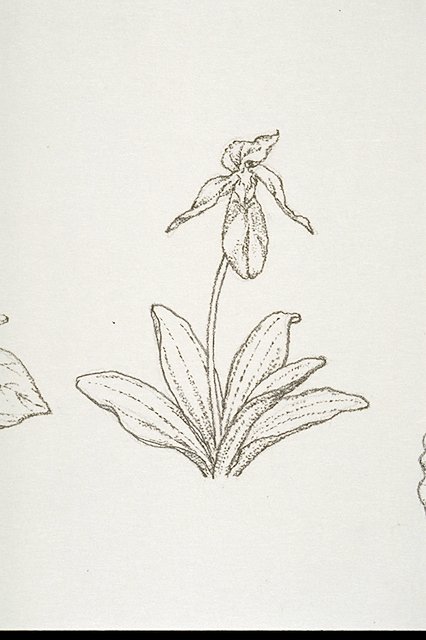 Pink Lady's-slipper (Cypripedium acaule)