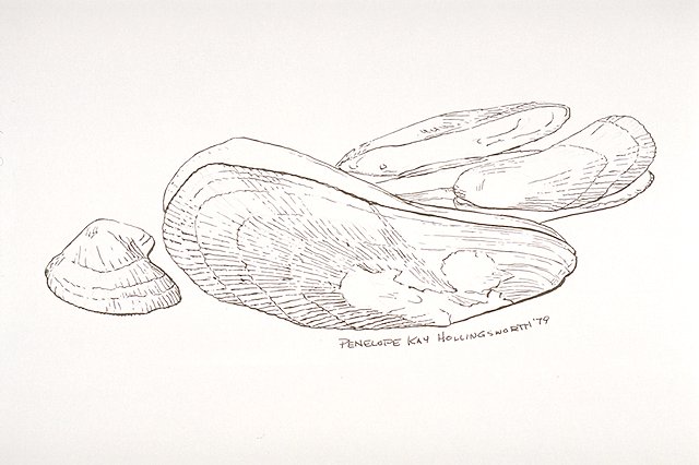 several Ribbed mussels (Geukensia demissus)