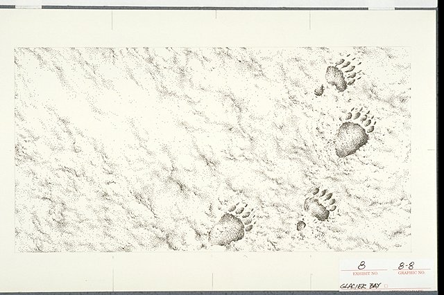 Black bear tracks in the sand