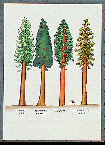 Illustration of different types of evergreens (left to right): White Fir; Incense Cedar; Giant Sequoia; and Ponderosa Pine. Old man is shown standing between the Giant Sequoia and Ponderosa Pine trees.