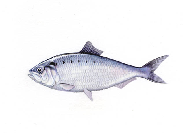 an American shad (Alosa sapidissima)