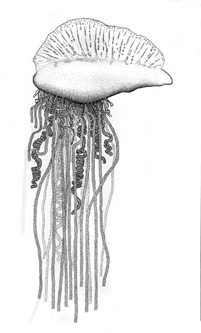 Portuguese man-of-war