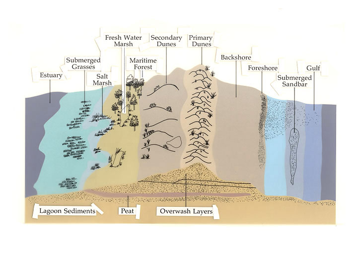 elements of a Barrier Island