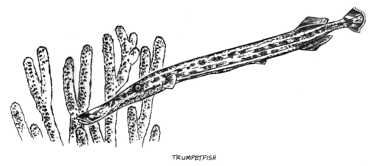 A Trumpetfish among Gorgonian coral branches.