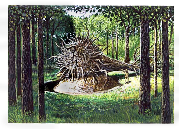 fallen (uprooted) tree