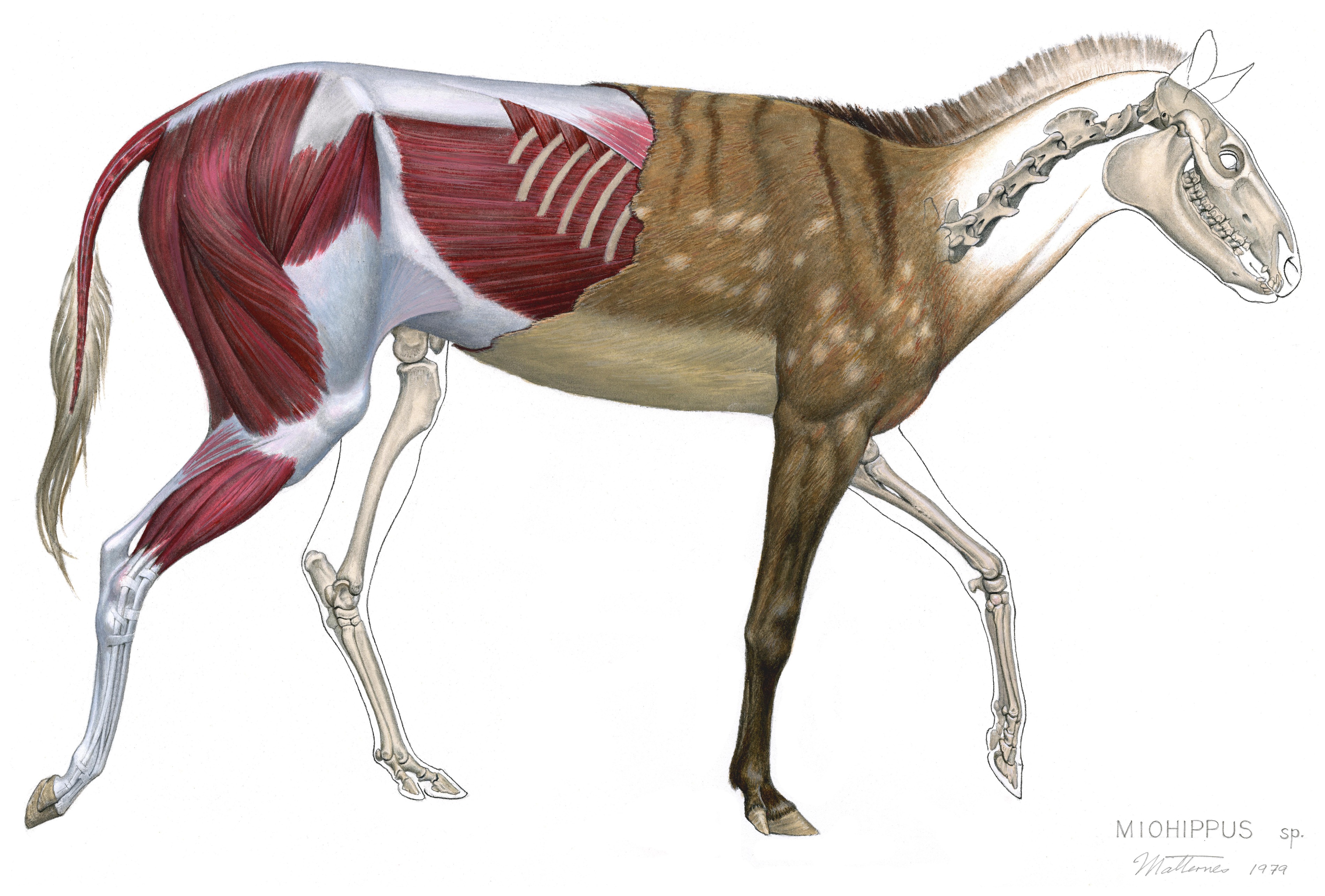 An anatomical representation depicts the three-toed early horse Miohippus based on the fossil remains from the Miocene Epoch. Anatomical features show sequentially the outer form, musculature, and skeleton.