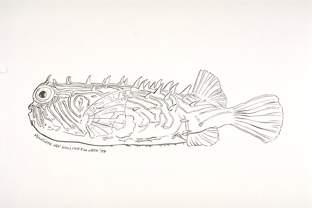 a Spiny boxfish (Chilomycterus schoepfi)