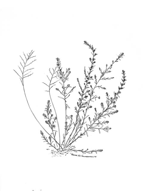 a pinweed (Lechea maritima)