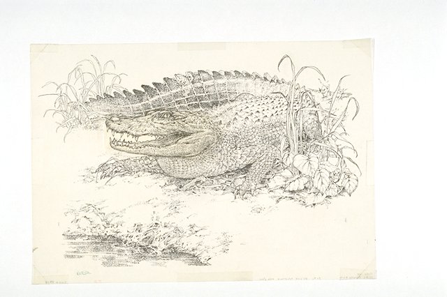 A bellowing alligator.