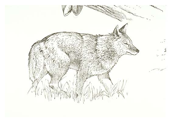 a Coyote