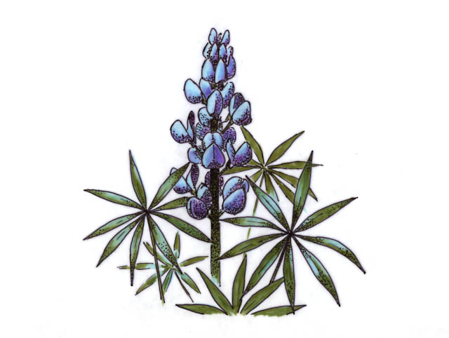 a lupine in bloom