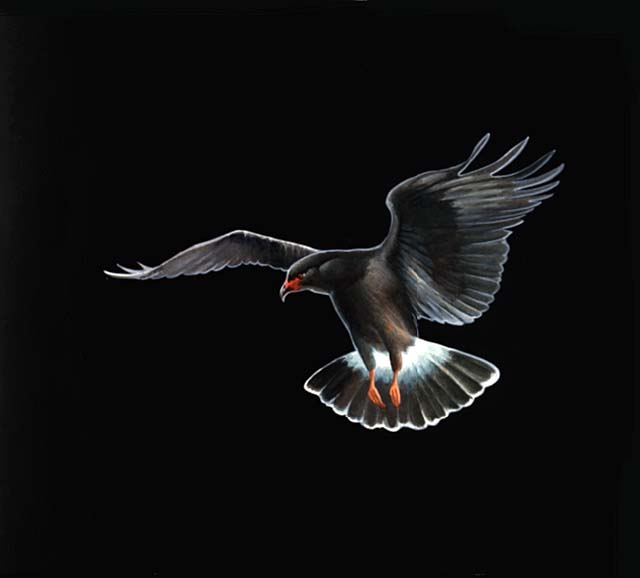 A Snail kite in flight.